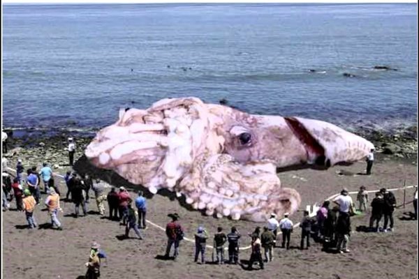 Kraken19at