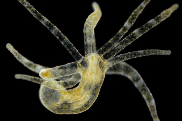 Kraken 2025 ссылка
