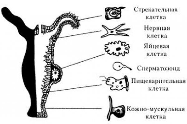 Кракен зеркало ссылка онлайн