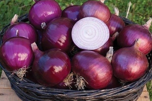 Как вернуть аккаунт на кракене